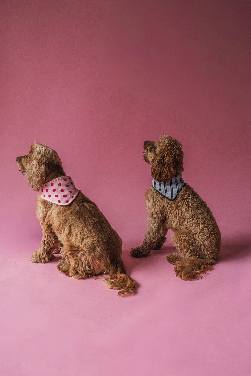 Two dogs sitting side by side on a pink background