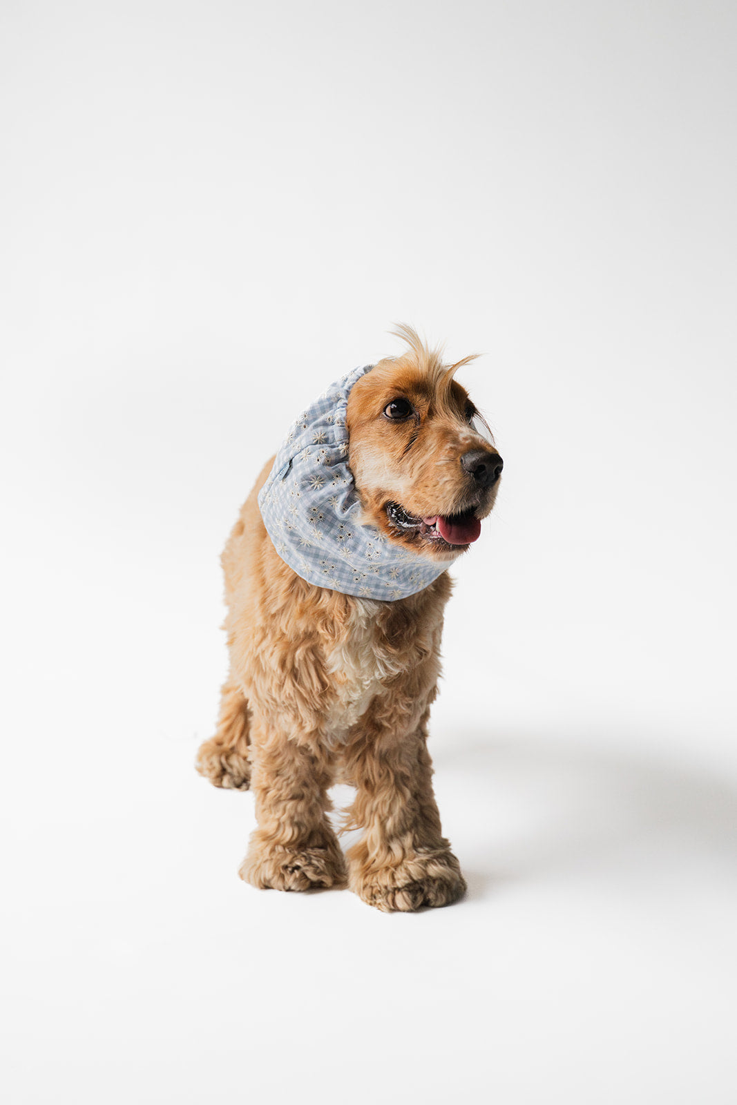 Dog Snood Summer Flowers
