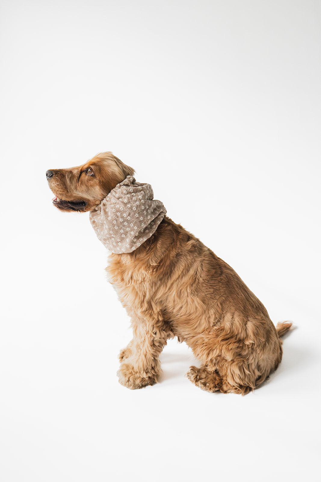 Dog wearing a patterned snood on a white background